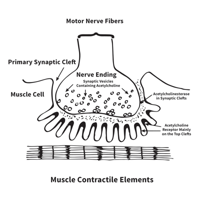 muscle contractile elements